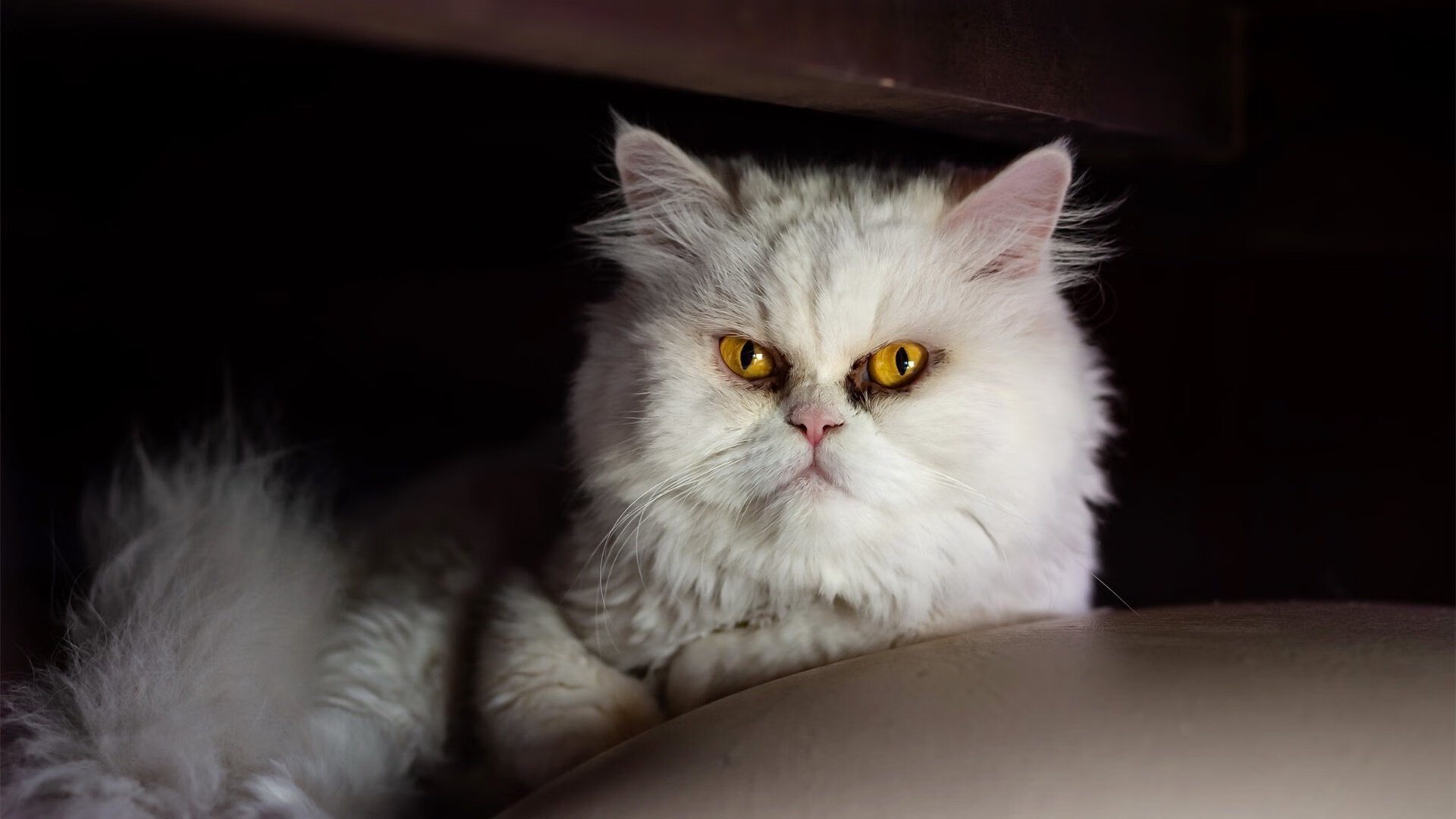 国王压制鹈鹕，东契奇成为关键先生，一场决定季后赛格局的较量