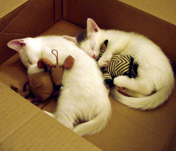 利拉德导演末节风暴，雷霆双星难挡控场艺术