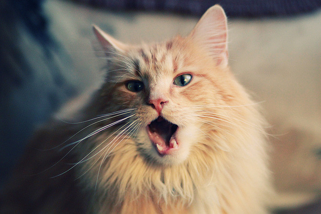 跨界风暴，拉齐奥足球压制墨西哥，佩德里F1揭幕战主宰赛道