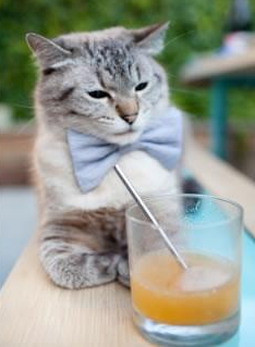 冰与火之歌,弗拉霍维奇的天神下凡,与卡塔尔冷静收割的现代足球寓言