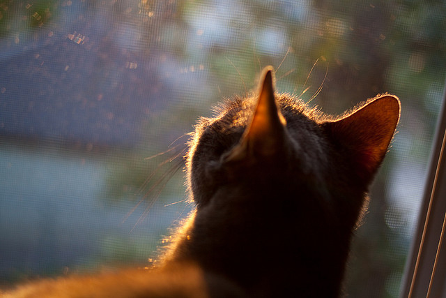 无声山脉与灵动风暴，戈贝尔如何成为攻防转换的沉默心脏？