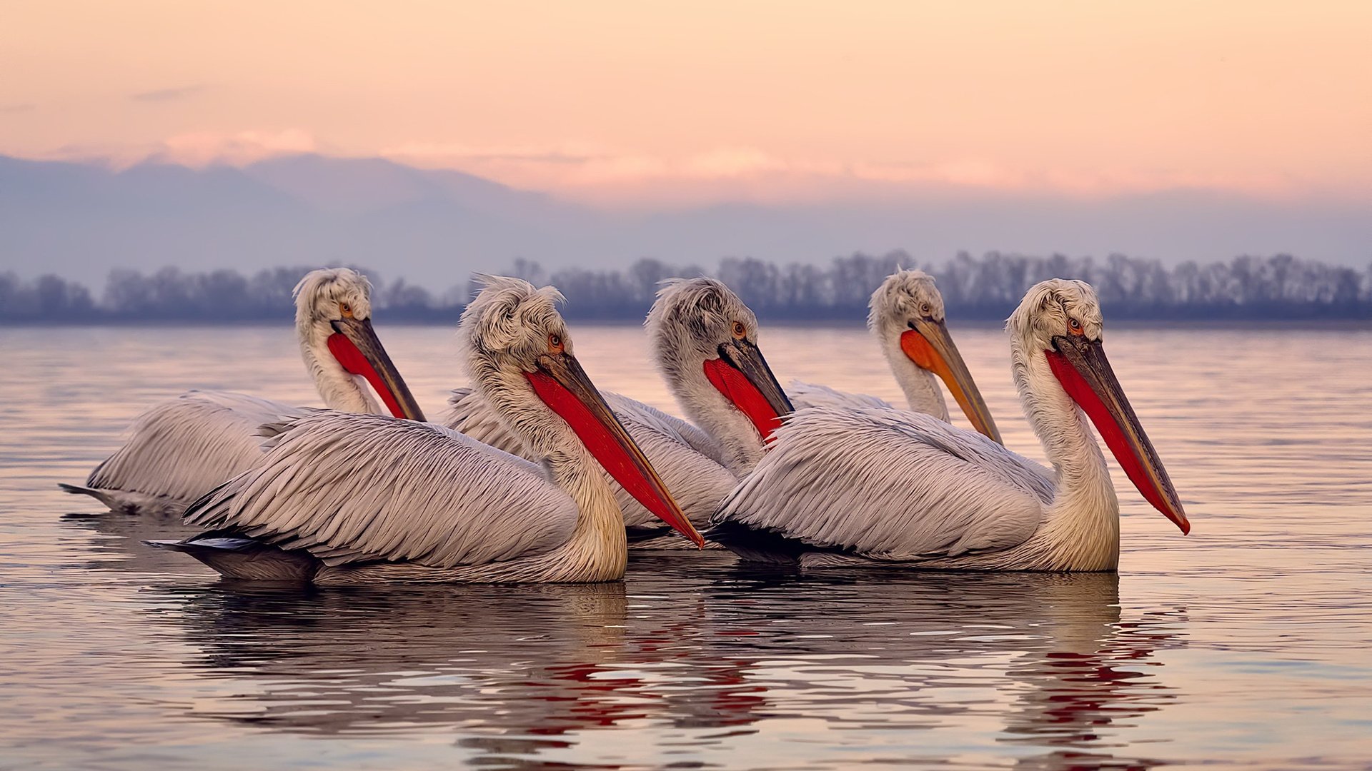 无声山脉与灵动风暴，戈贝尔如何成为攻防转换的沉默心脏？