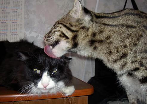 铁血防守铸就辉煌，凯尔特人关键战突围湖人，布克锁死对手展神威