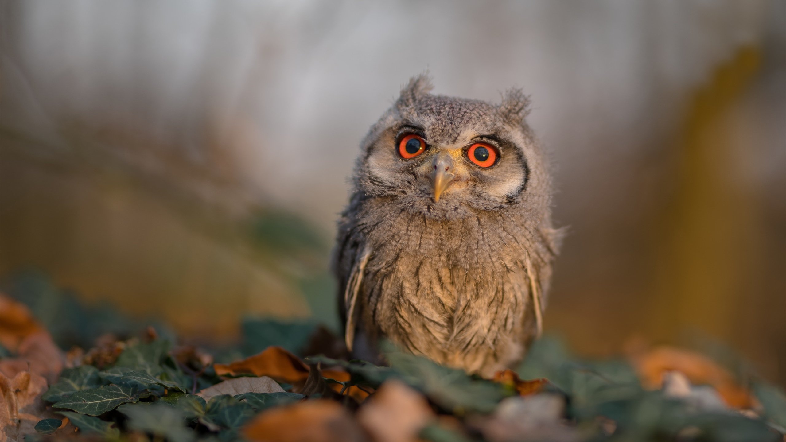 最不可能的对决，突尼斯争冠与萨内封神夜，同证足球如何偏爱孤勇者