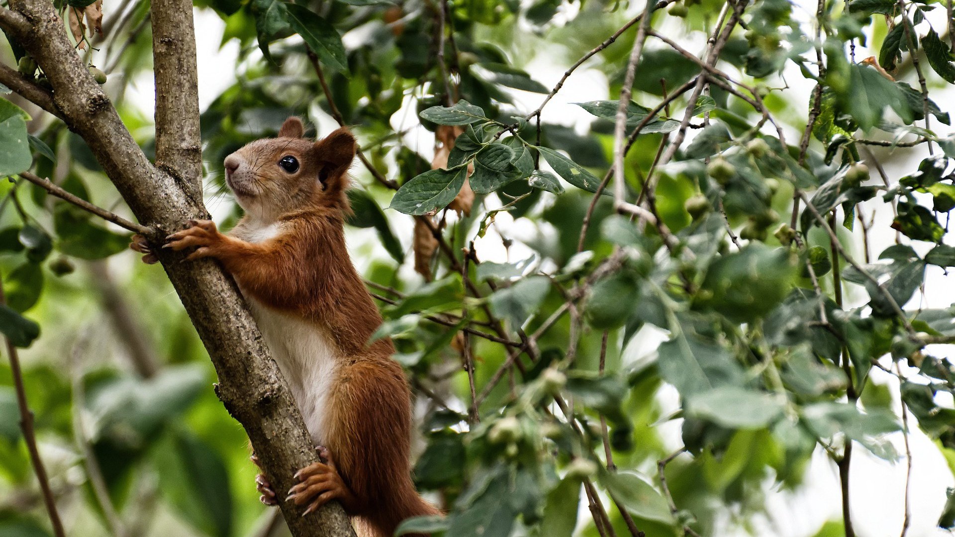 两重战场，一种王者，福登在俱乐部与国家队的硬仗炼金术
