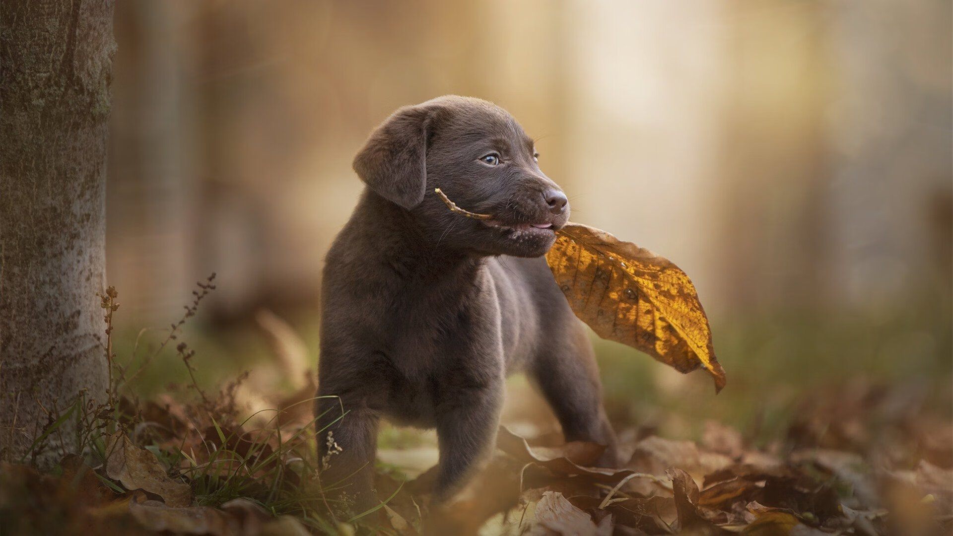 格列兹曼的智慧，韩国与威尔士对决中的无形胜负手
