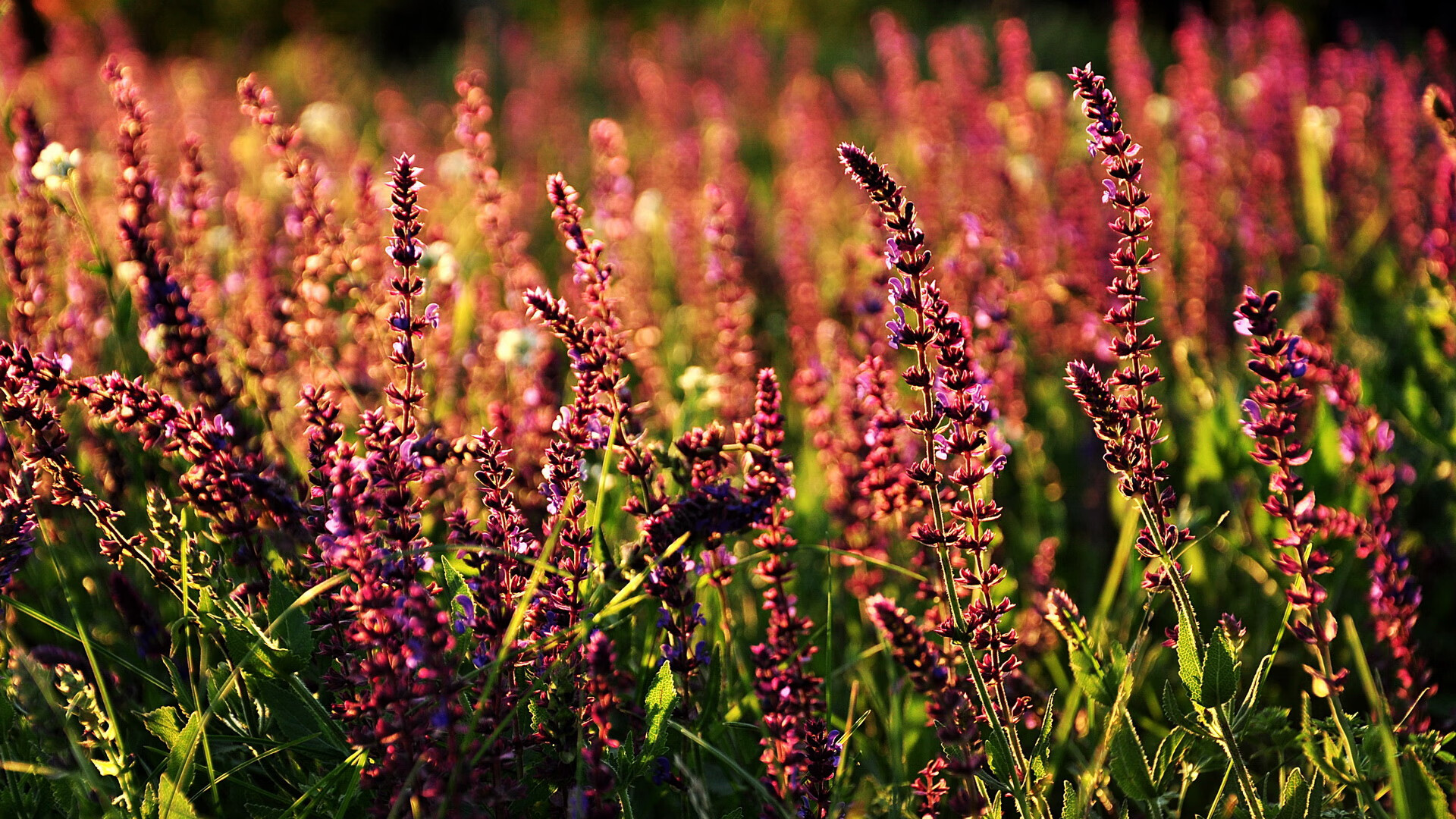 争冠与逆转,F1年度焦点战与鹈鹕奇迹的体育交响曲