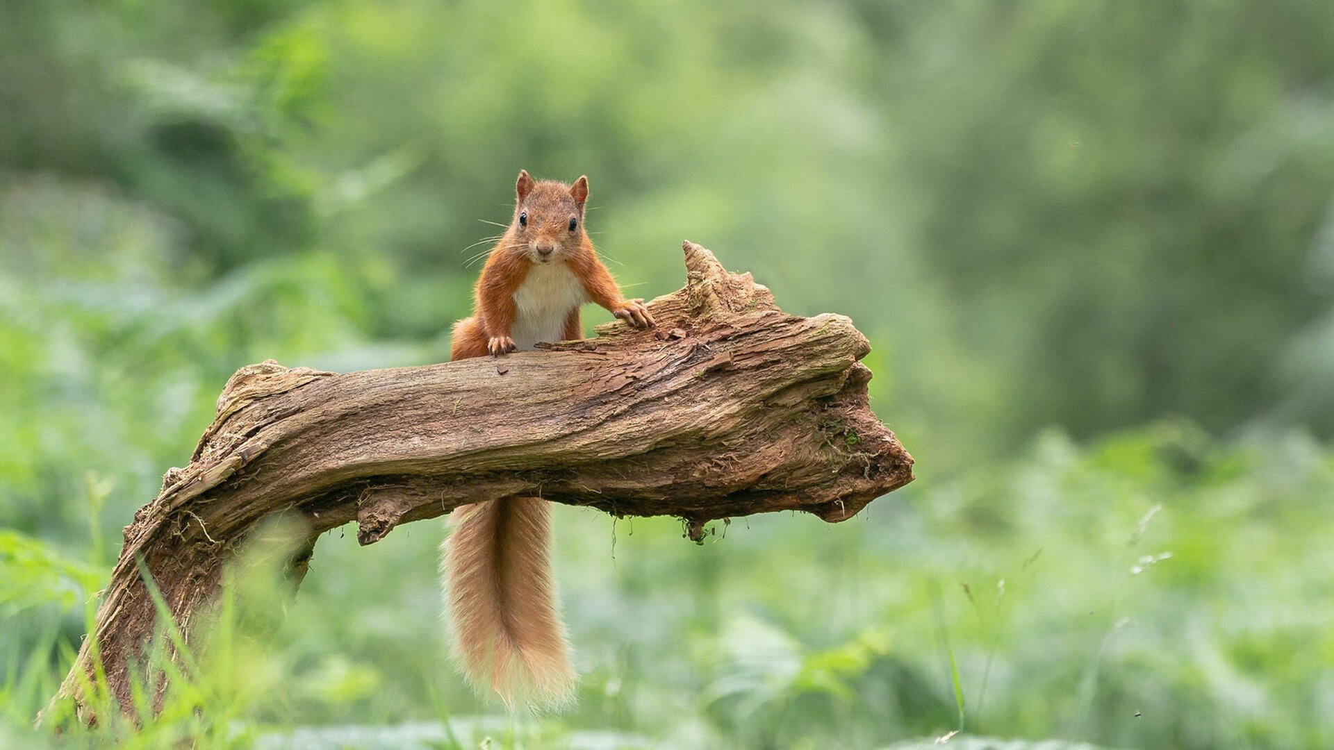 跨界风云,拉齐奥稳胜希腊,范戴克奇迹接管NBA季后赛