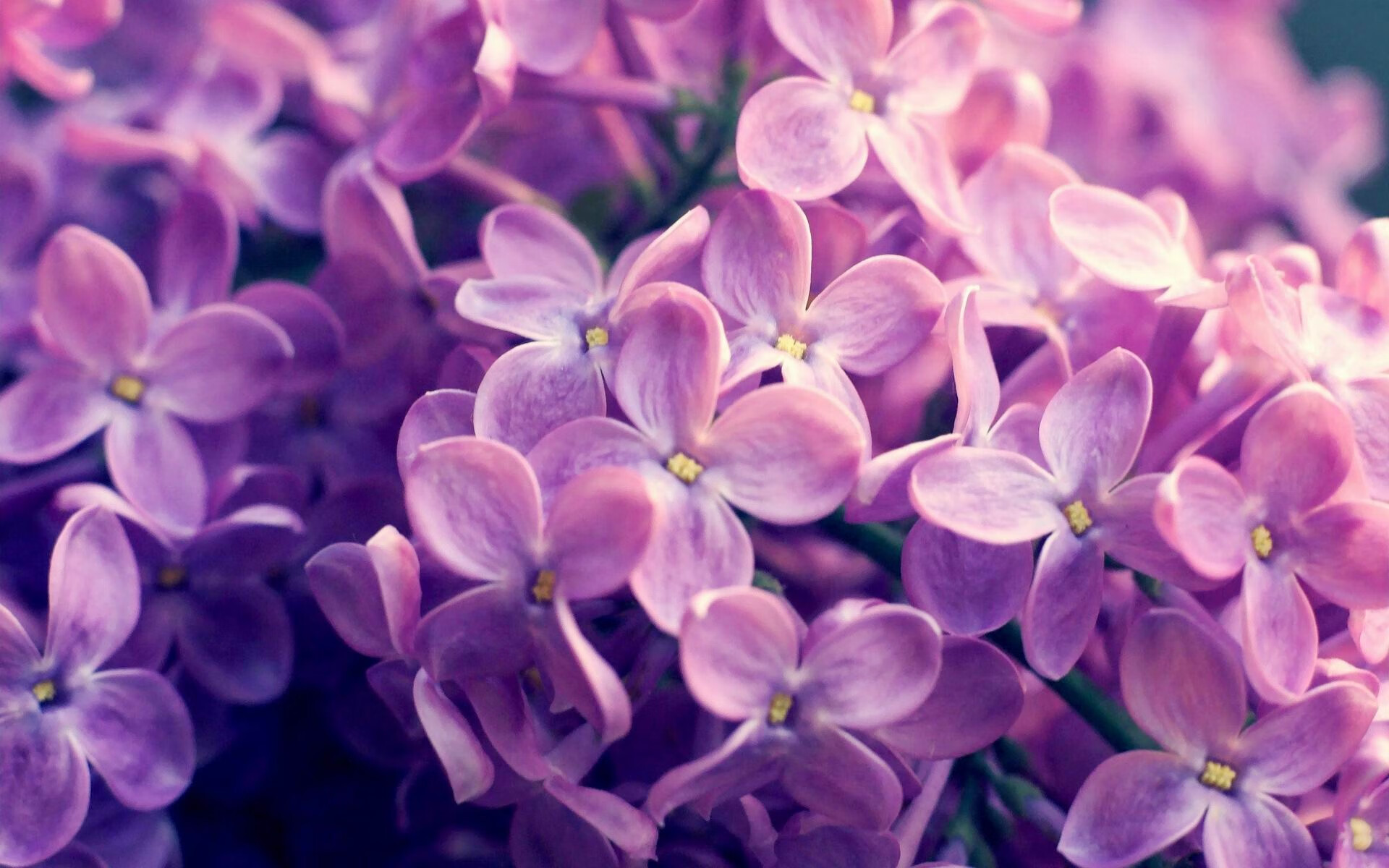 猛龙爪下的冰与火,西亚卡姆如何用非洲血脉冻结东北虎的咆哮?