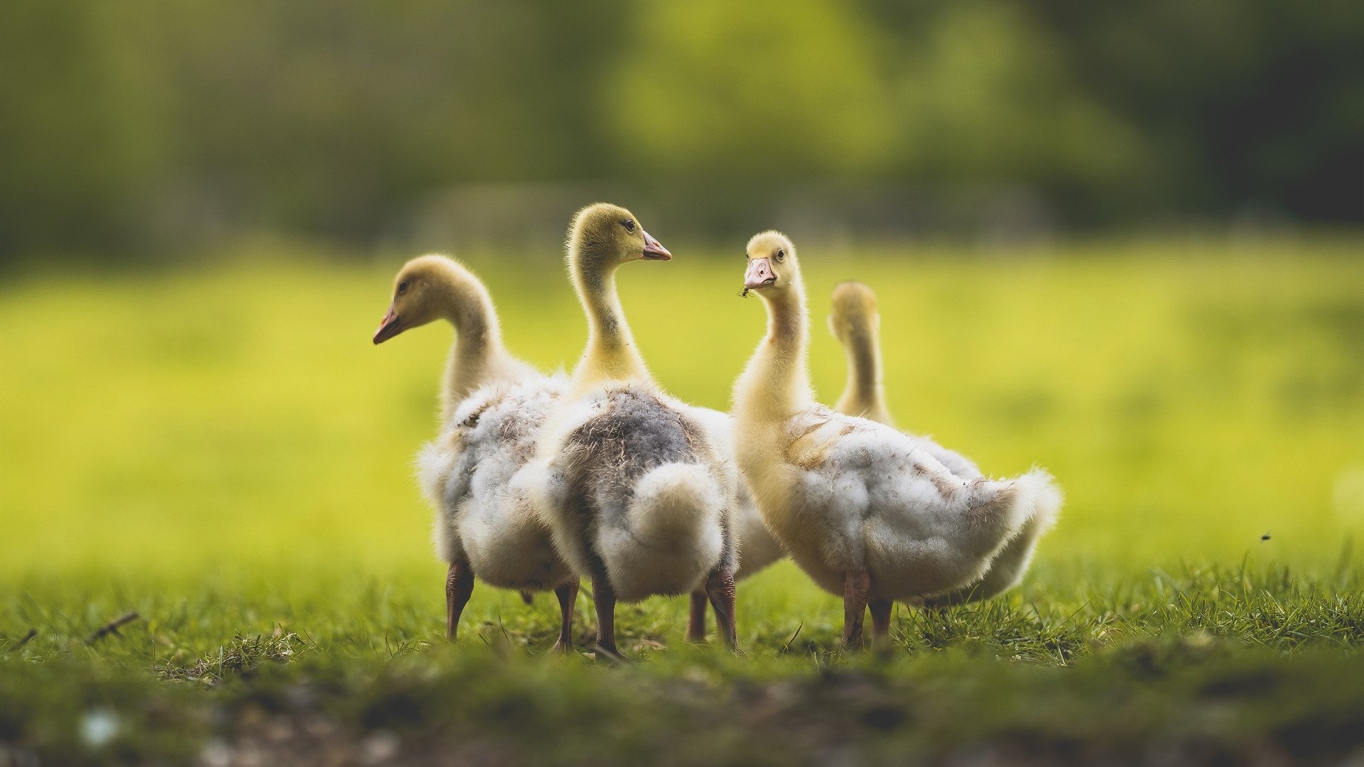 班凯罗爆发砍下40分创生涯新高，76人三节打卡轻取开拓者