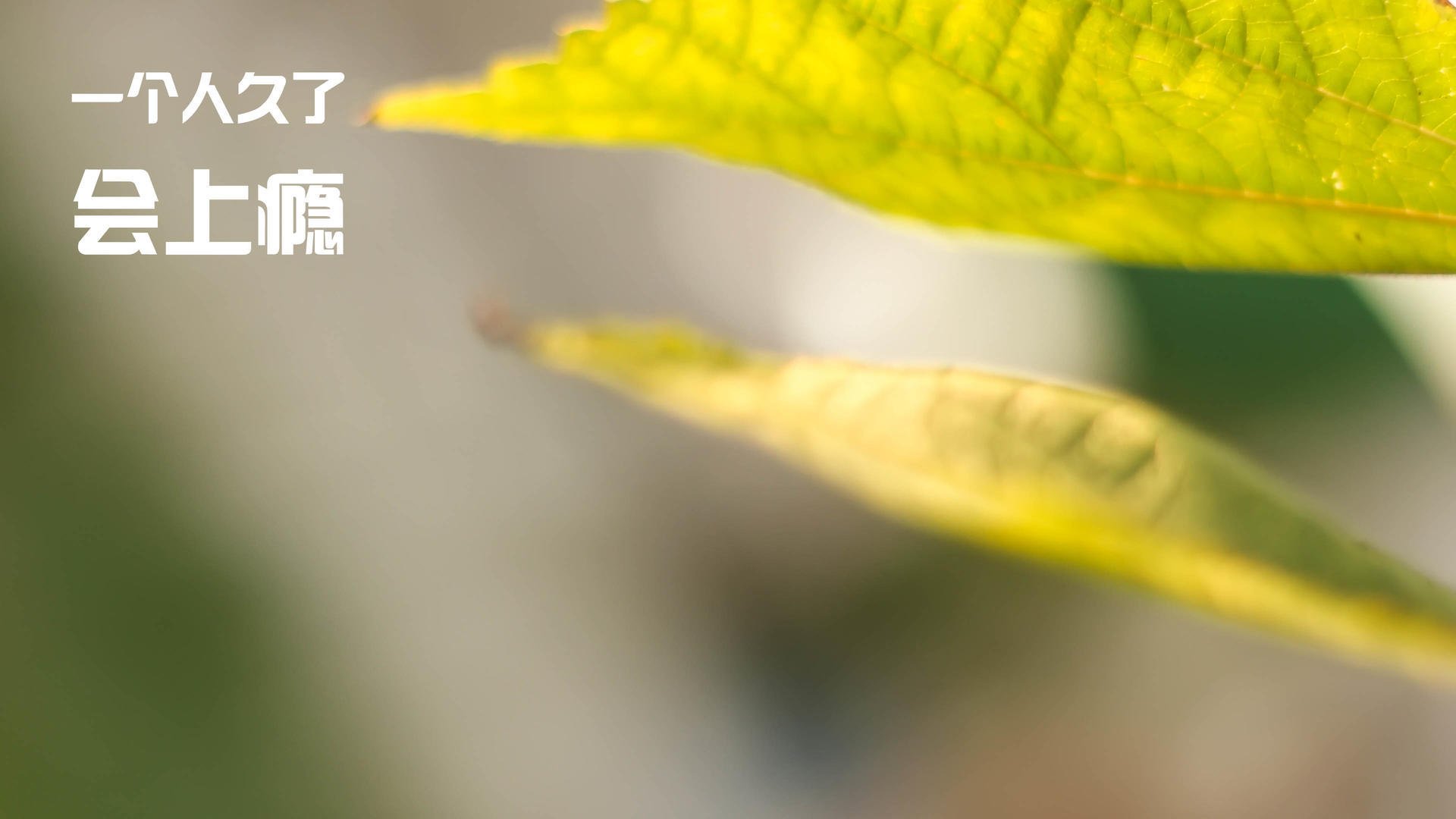 街道缠斗！雷恩稳守马里紧逼，F1摩纳哥站上演攻防艺术