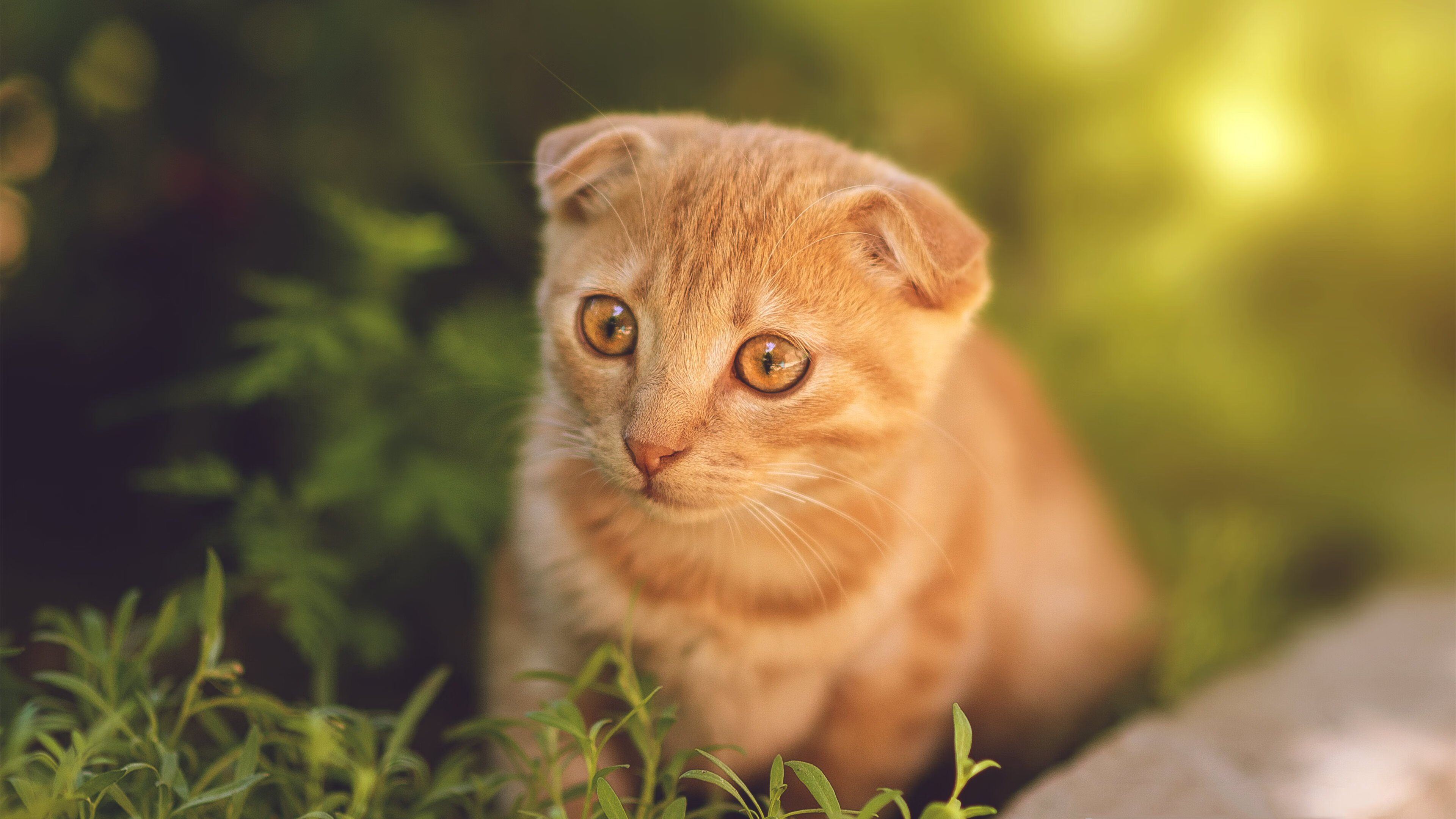 魔法师的终章，季后赛抢七之夜的完全无解方程式