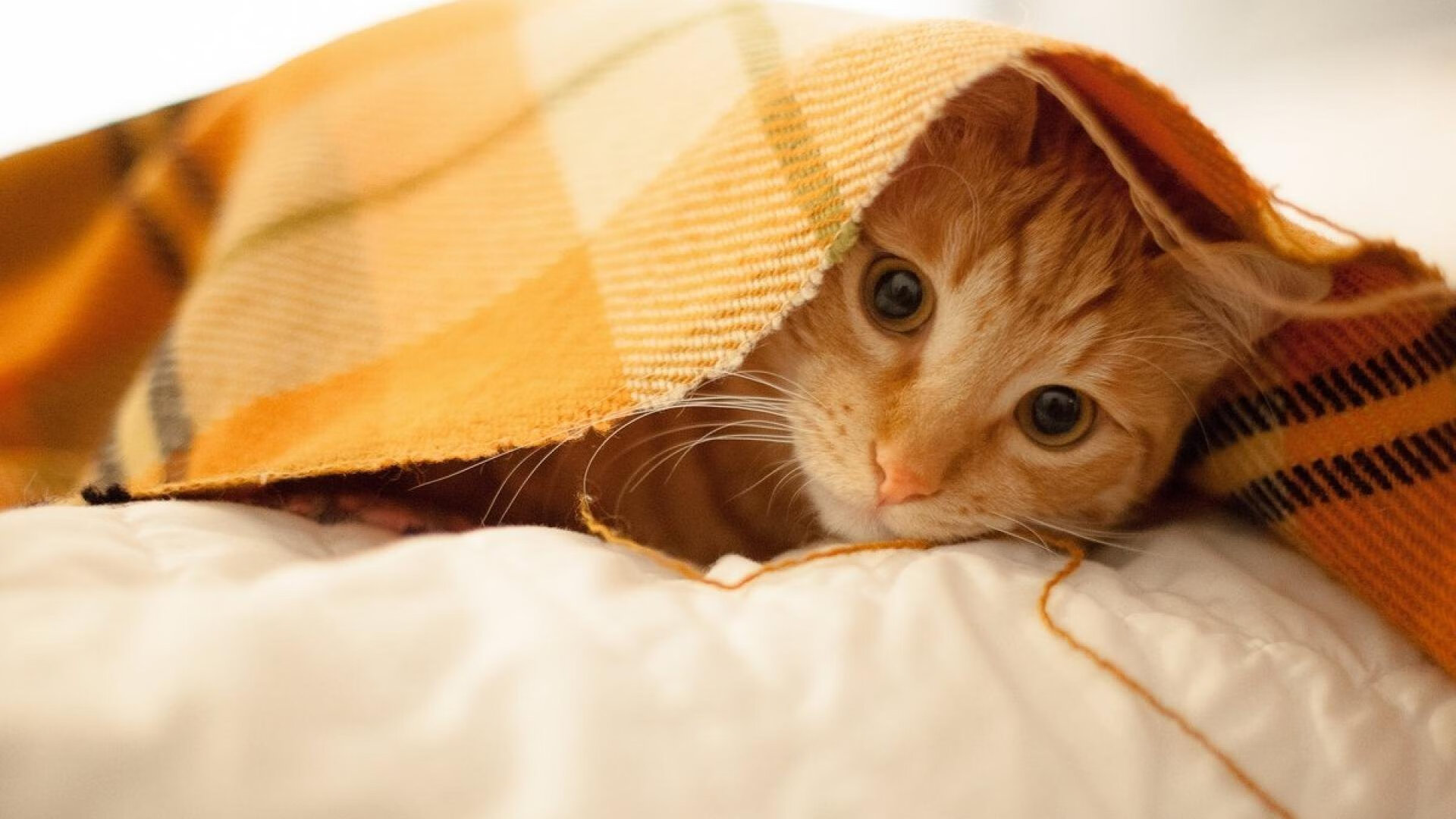 迪巴拉出鞘，委内瑞拉如何用金靴粉碎伊朗的极限施压