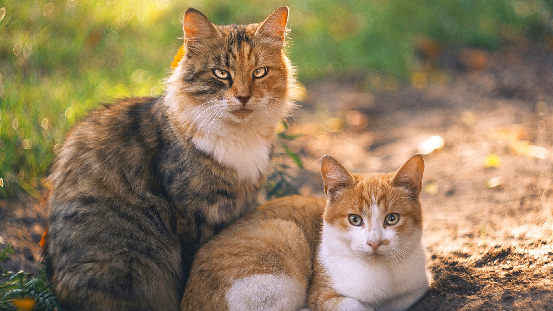 戈麦斯,一道暗色闪电的淬火,喀麦隆用铁血淘汰伊拉克